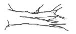gambe