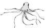 tentacoli
